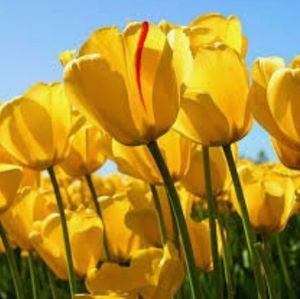 Meet your Posher, Bonnie